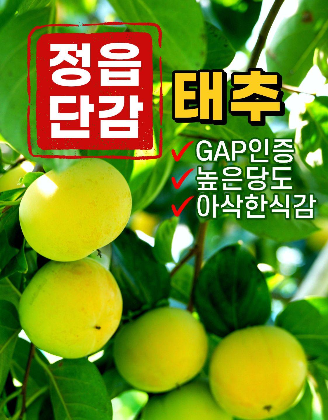 정읍단감 태추